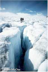 Negotiating a crevasse zone on the lower Llewellyn Glacier