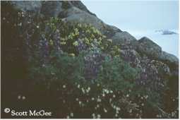 A nice patch of lupine