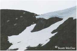 Mountain goats near the Ptarmigan Glacier